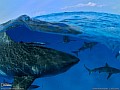 [Нажмите для просмотра]